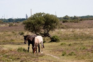 The New Forest, Hampshire, with the Esso oil refinery in Fawley pictured in the background