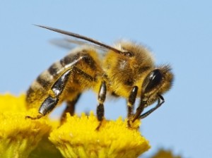Honeybees' ability to recognise floral odour may be hampered by diesel exhaust fumes