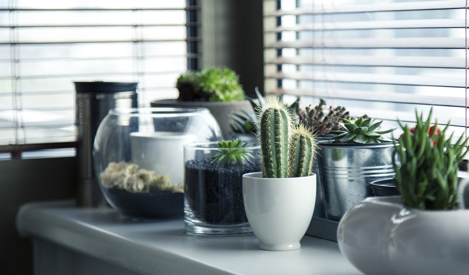 Potted plants are not effective in improving indoor air quality, study says