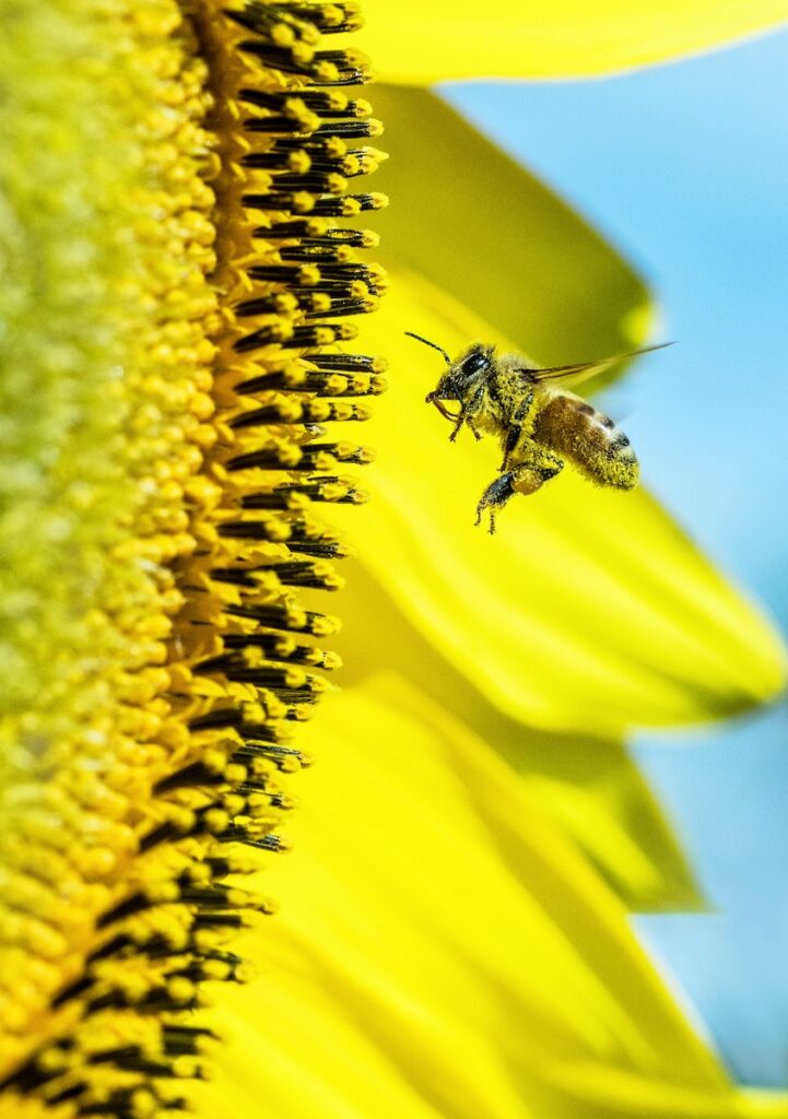 bee in fornt of Sunflower