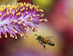 bee, flower, nature