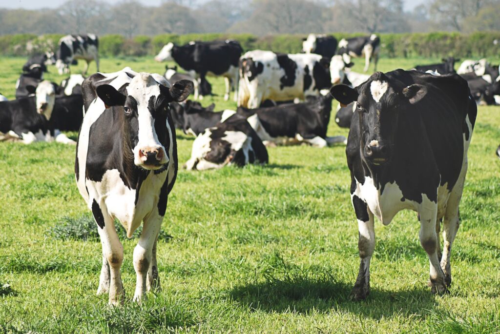 DEFRA to incentivise the uptake of methane-suppressing livestock feed
