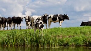 Tesco to trial methane-reducing feed supplement for dairy cows