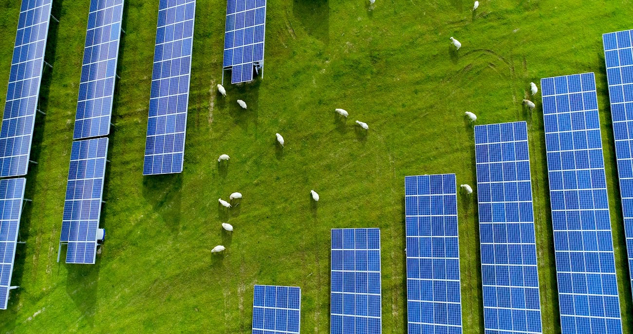 Incentives needed for solar farm developers to consider biodiversity