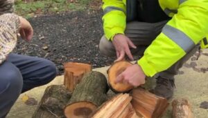 Elm disease problem prompts warning to Brighton’s wood burners