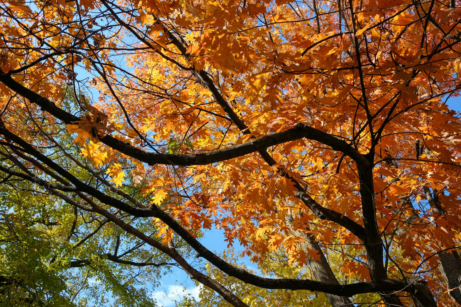 560k boost to Manchester’s tree coverage