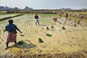 Farmers laboring in a rice paddy field in Tarapith, West Bengal, India.