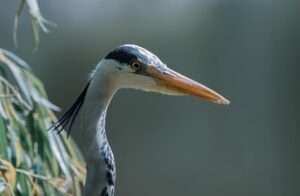 Solar farms more welcoming to birds than arable land, study finds