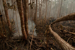 UK wildfires set to increase, with alarming consequences