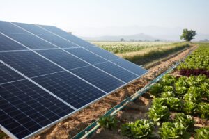 Agrivoltaics can be a happy marriage between solar and farmland