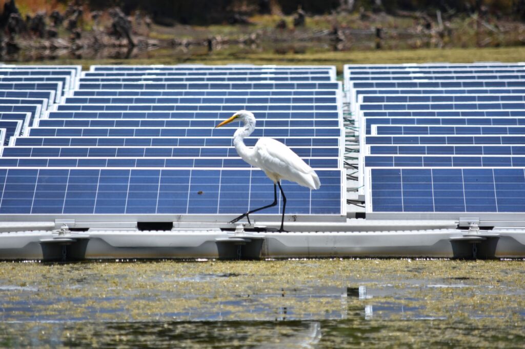 Helping waterbirds and floating solar coexist