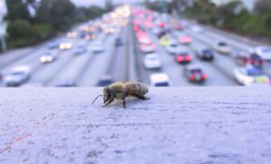 Buzzkill: How air pollution is affecting bees