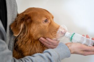 Canaries and coal mines: air pollution is a threat to animal welfare