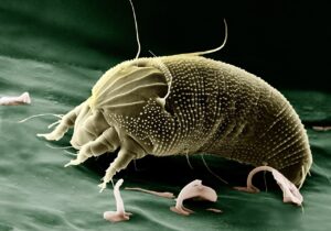 UV light could disable airborne allergies in 30 minutes