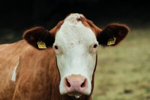 Government must set targets for methane reduction in the UK