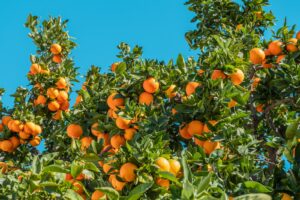 Eating fruit might protect lungs from air pollution damage