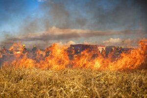 Extreme heatwaves could turn Britain’s heathlands into tinderboxes