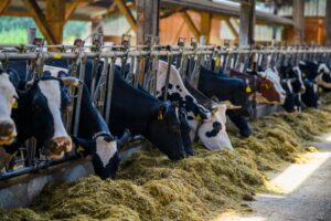 Air pollution from factory farms can be lethal – and secret