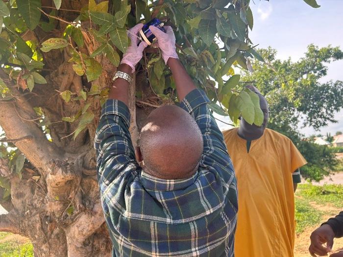 Gold mining mercury is finding its way into crops
