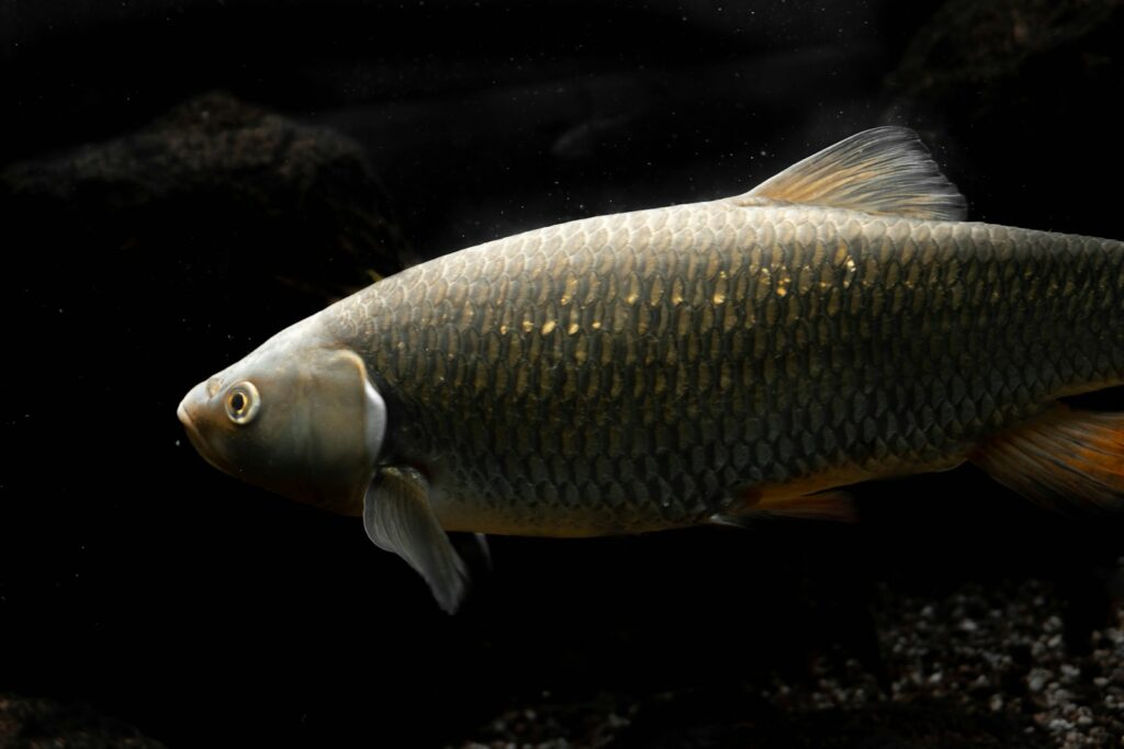 ‘Safe’ pesticide levels found to accelerate aging in fish