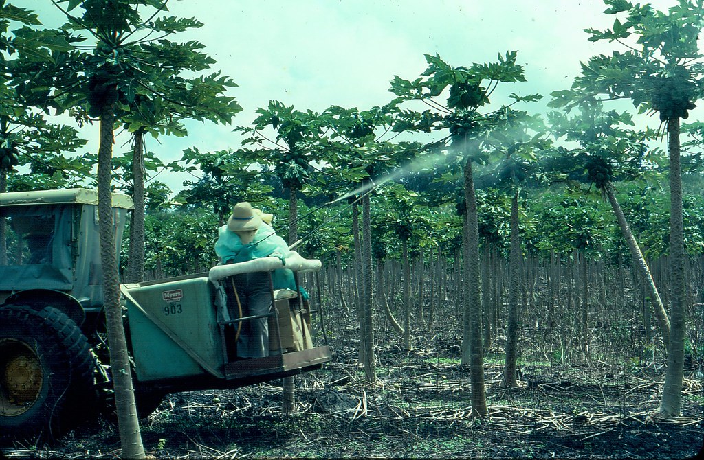 Fungicide exposure may affect health 20 generations later