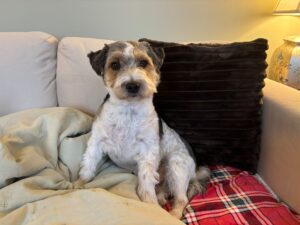 Air pollution, dampness and a lack of dogs increase asthma risk