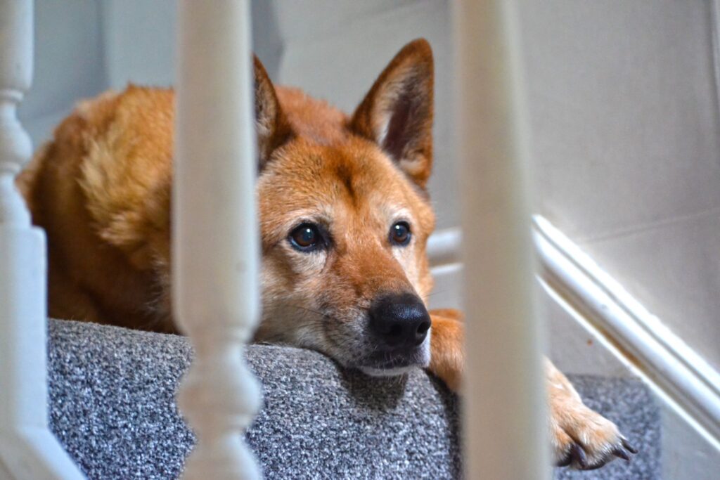 Good boy, bad air: Study reveals dogs’ hidden emissions