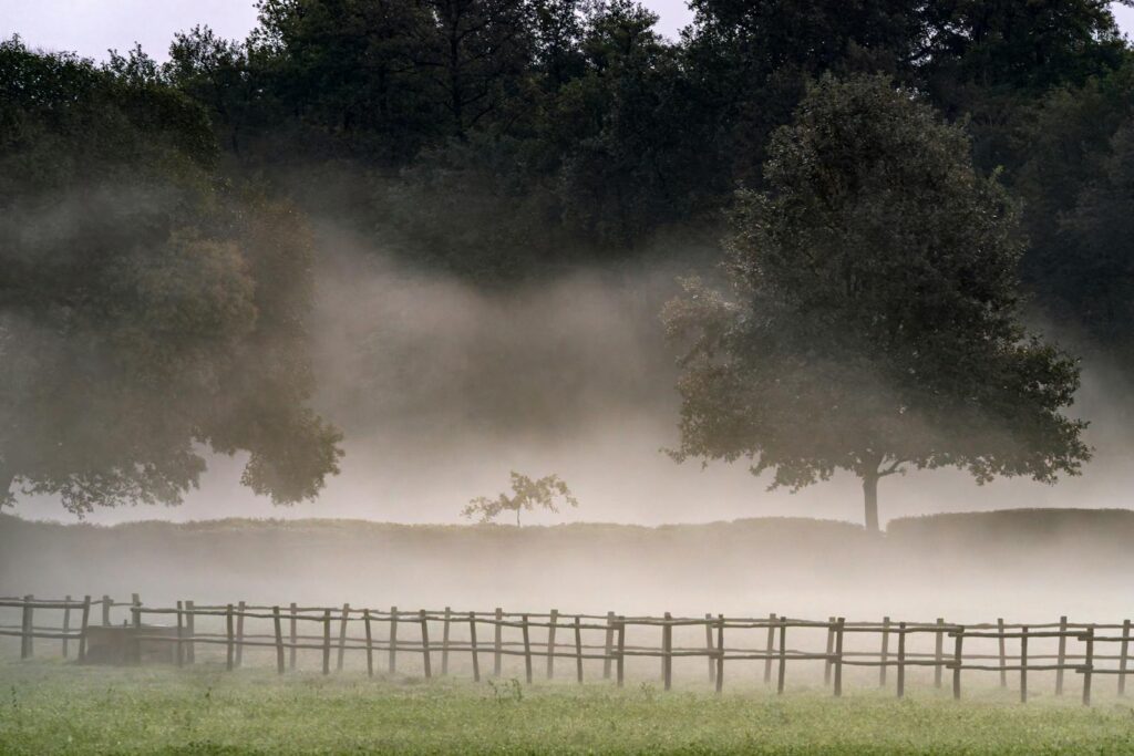 Fog found alive with pollution-eating bacteria