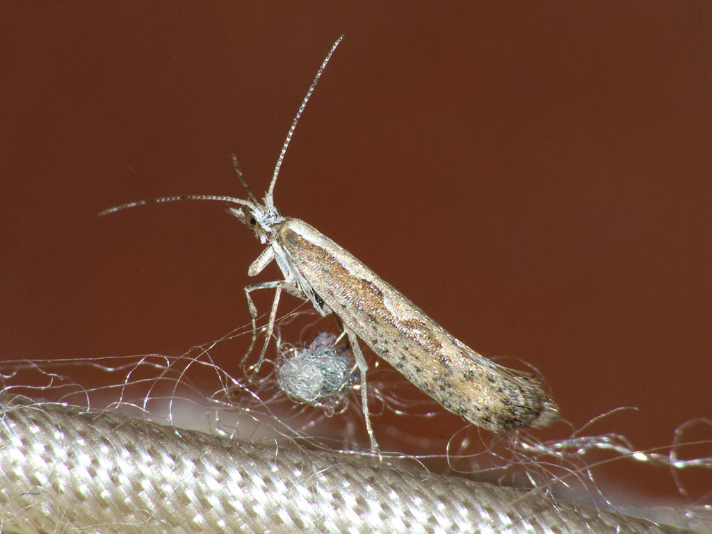 Moths’ mating game is knocked off track by ozone pollution
