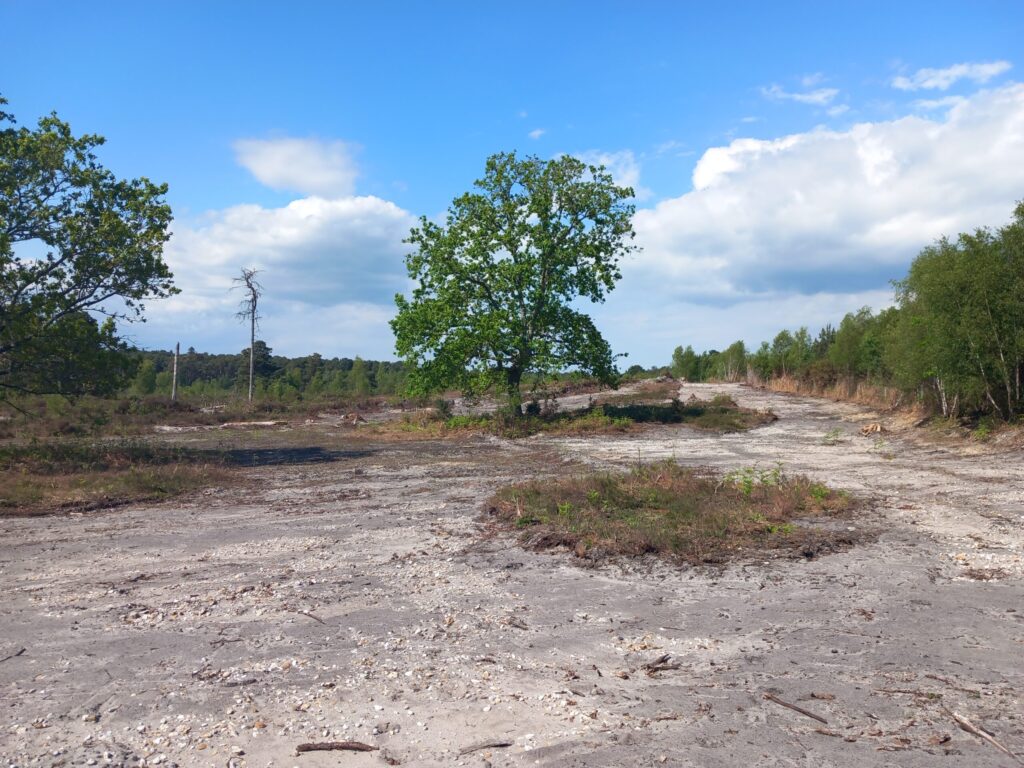 Traffic pollution study sparks action to save Dorset heathlands