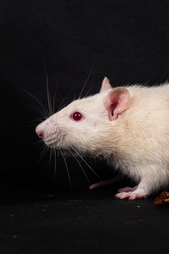 ‘Don’t wait for proof’ – scientists call for tougher Hantavirus rules