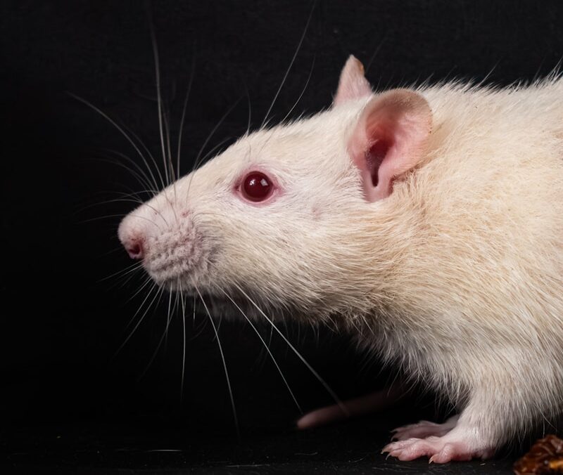 a white rat sitting on top of a black surface