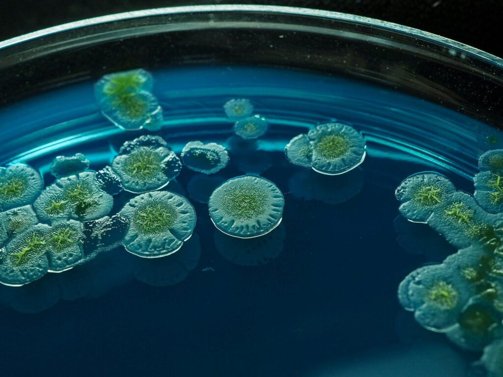 Airborne fungi more diverse indoors than outdoors