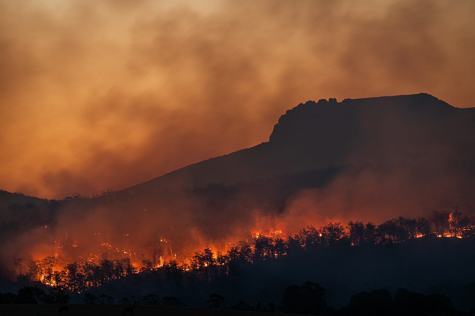 Wildfires are reversing decades of progress on ozone pollution