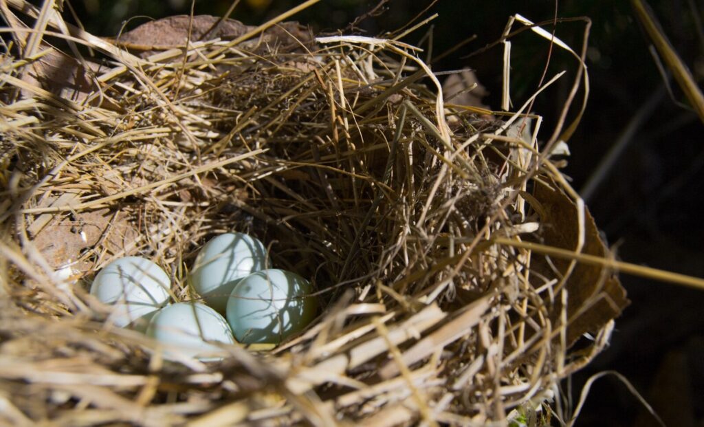 Toxins found in wild bird eggs decades after pesticide bans