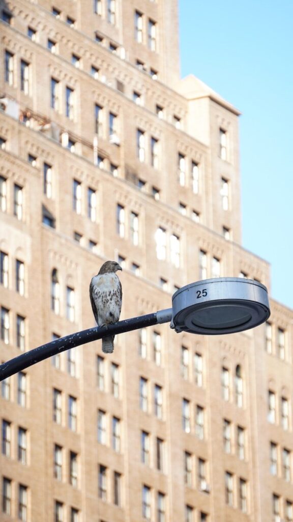 New York’s birds disappear as wildfire smoke arrives