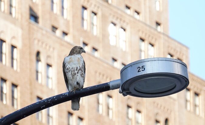 a bird sitting on a street light in front of a building