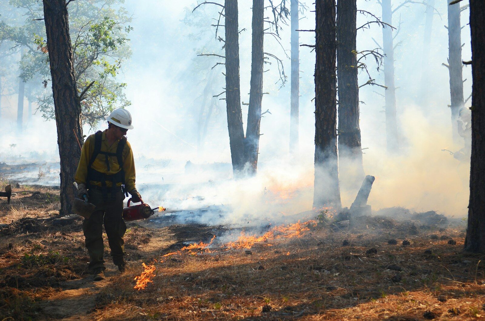 Prescribed burns drive 20% of US South’s air pollution