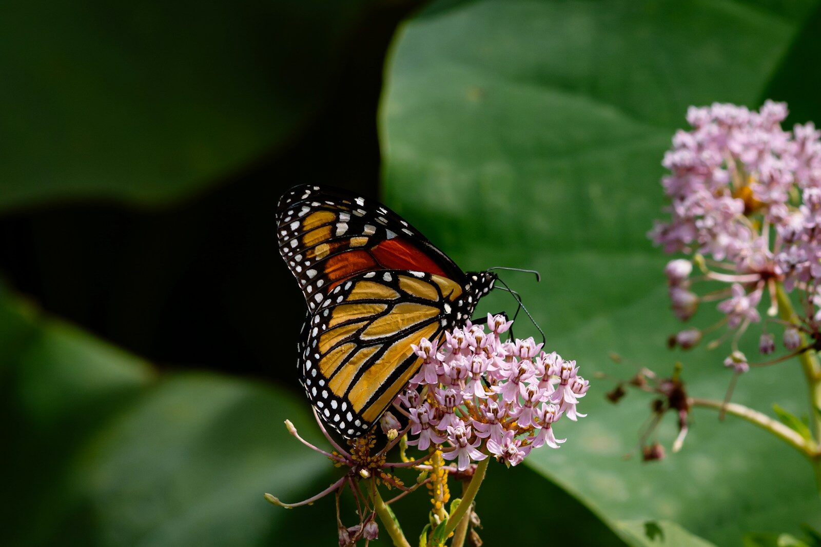 How a butterfly could change the way we monitor the air