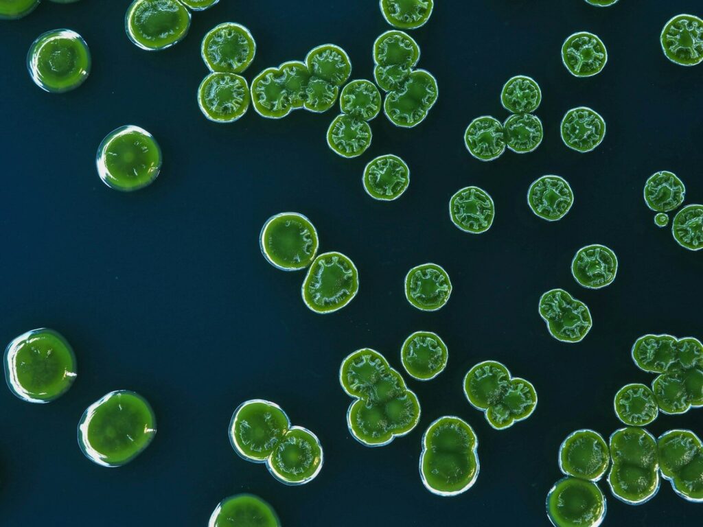 Bacteria in the airways may shape health risks from air pollution