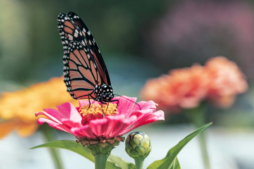 Pollinators face growing threat from air pollution